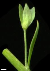 Veronica anagallis-aquatica. Bract, pedicel and calyx. Scale = 1 mm.
 Image: P.J. Garnock-Jones © Te Papa CC-BY-NC 3.0 NZ